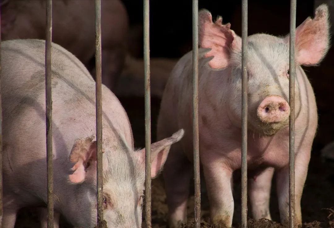 生猪产能加速出清 2024年市场预期回暖