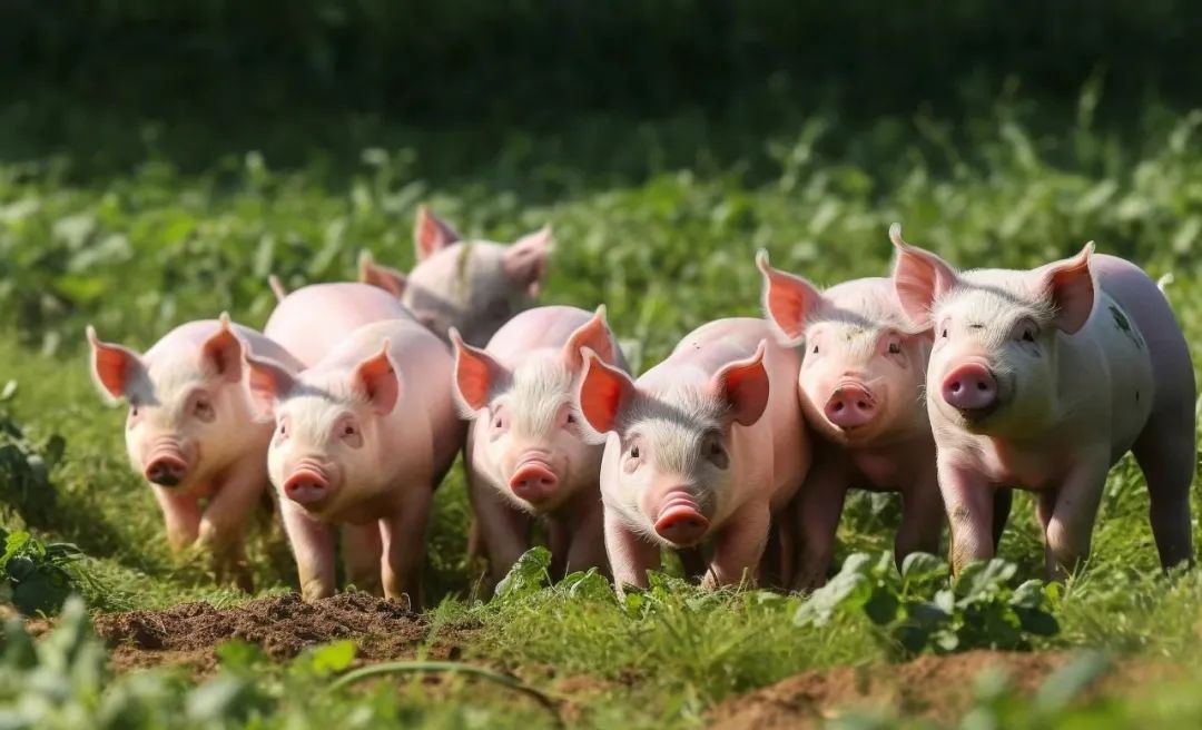 仔猪价格连涨6周 生猪市场涨跌互现 后期行情如何演绎？