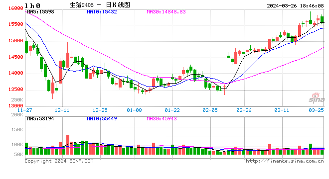 每日猪讯3.26