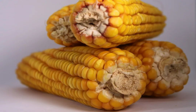 玉米价格倒挂,华北倒流东北,市场懵,东北小落,苞米还能涨?